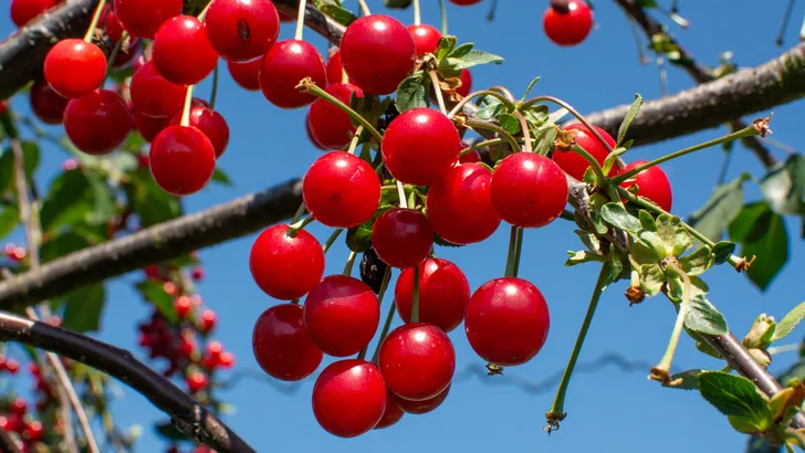 Verse morellen (zure kersen) aan de boom, wetenschappelijk bewezen als natuurlijk middel voor een betere nachtrust.