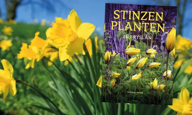 Stinzenplanten in Fryslân
