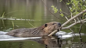 Bever