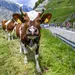 Koe in Ronde van Zwitserland
