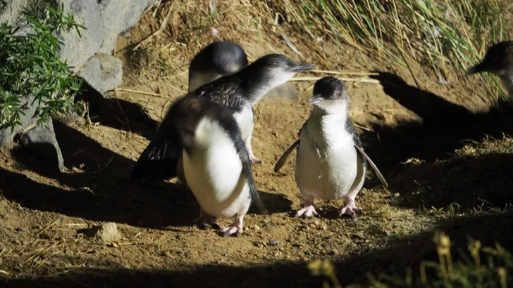 Kleine blauwe pinguïns