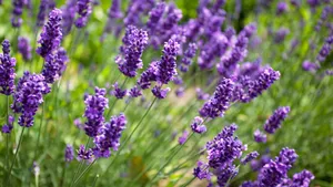 Lavendel