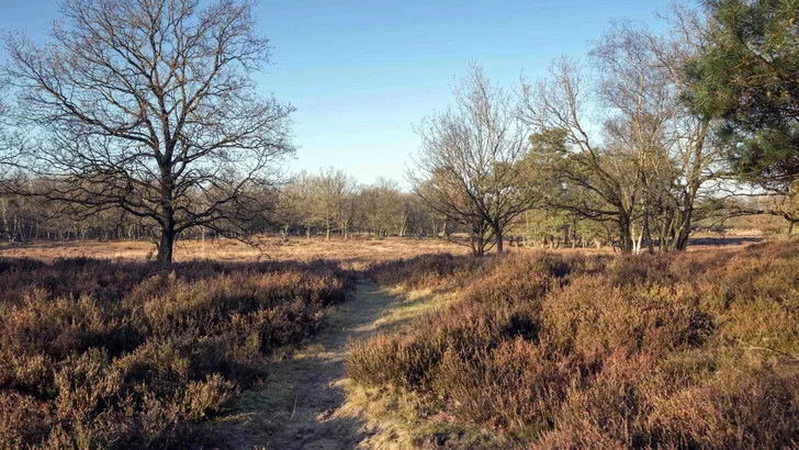 Boswachterspaden