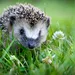 Egel