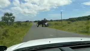 VIDEO: olifant gooit SUV om in Zuid-Afrika 
