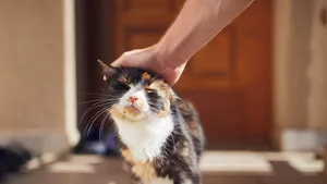 kat