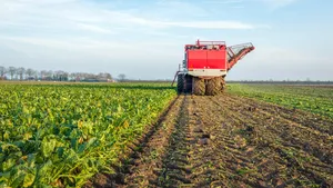 Mechanized harvesting of sugar beets in a Dutch field