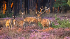 bronst herten veluwe