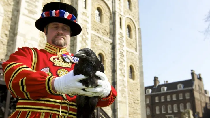 Engeland gered, raafjes geboren in de Tower