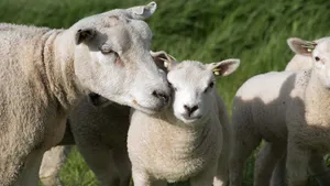 Lammetjes