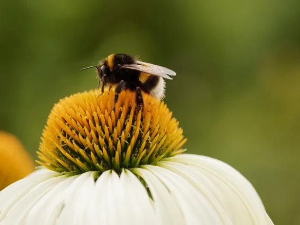 Hommel