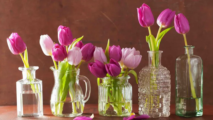 Tulpen
