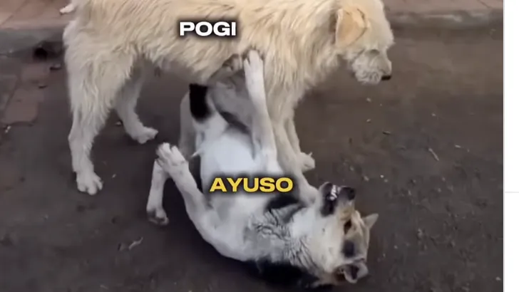 pogacar ayuso als honden bij uae