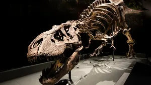 Spektakel in de bergen van Bolivia: onderzoekers vinden tienduizenden voetafdrukken van dino's