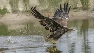 Beautiful White Tailed Eagle (Haliaeetus albicilla) catching a fish.