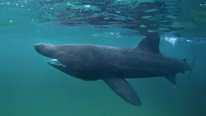 Op deze plek in Europa zwemmen reuzenhaaien van 10 meter vlak langs de kust