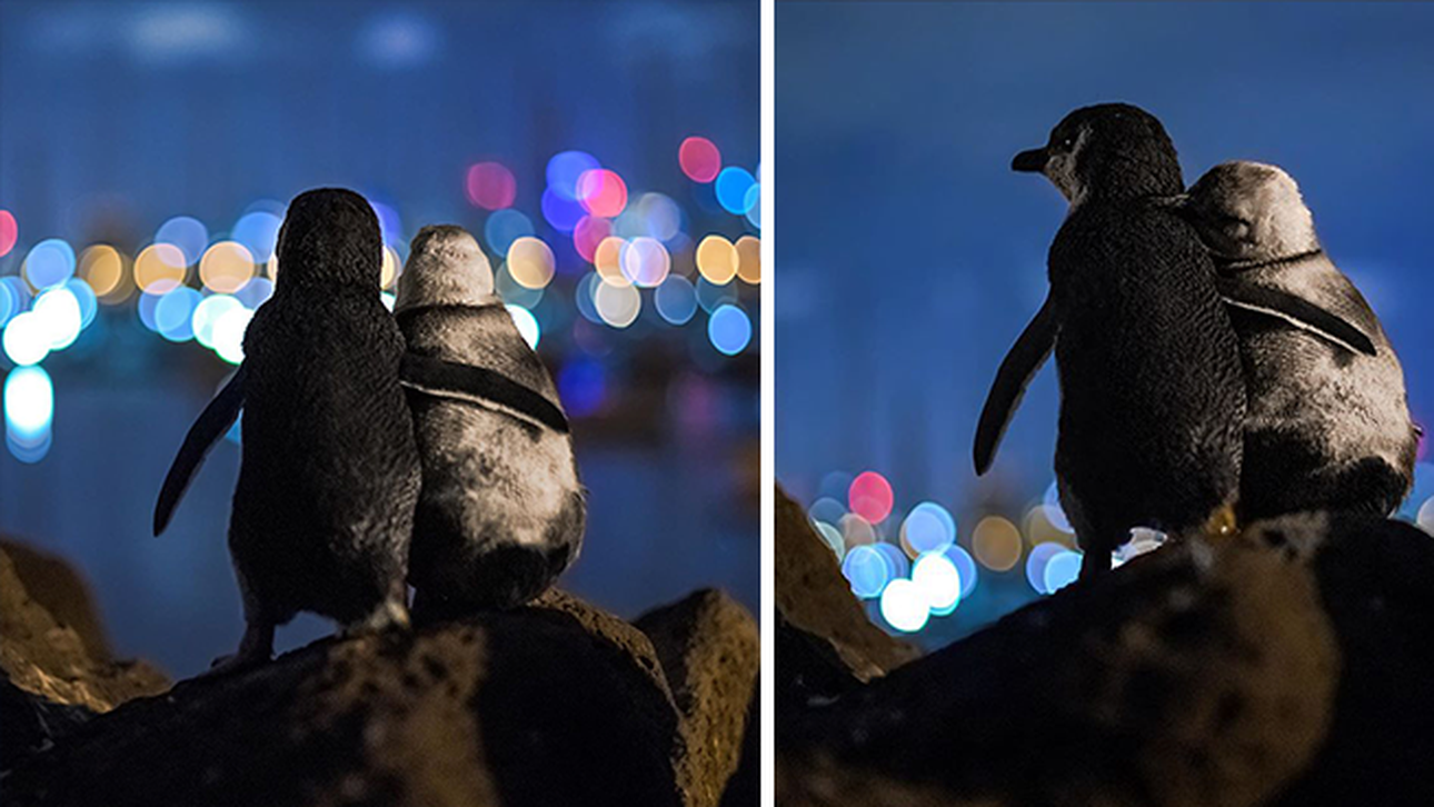 Virus Viral | Een superlief verhaal over 2 pinguïns die samen skyline van kijken Upcoming