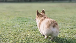 corgi van de achterkant