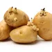 Maak jij deze fout ook? Gooi uitgelopen aardappels nooit zomaar weg