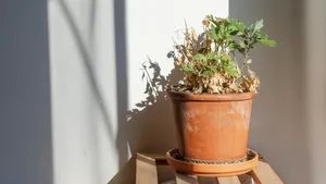 Uitgedroogde plant