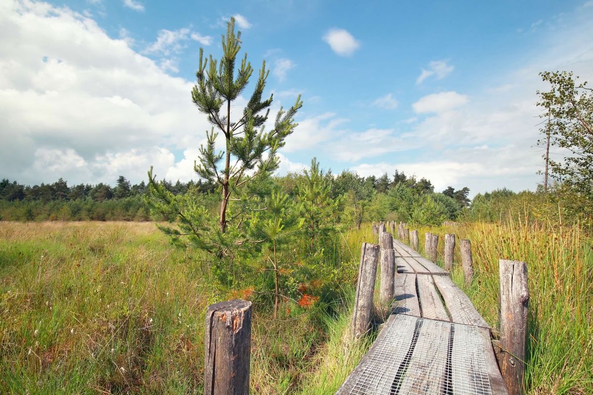Dit zijn de gezelligste boscafés van Drenthe