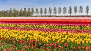 Bloesems en bollenvelden, waar kun je ze zien? 