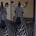 Zebra's