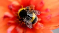 hommel