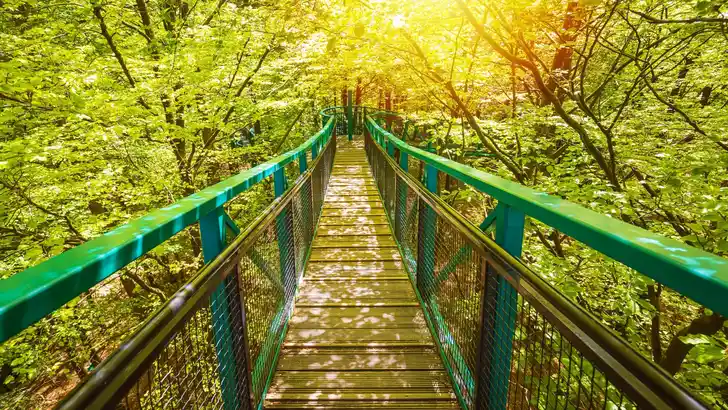 Manmade structure and bridge to experience a treetops adventure challenge in a forest