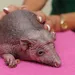 Zo lief: dit is de naakte egel Nelson