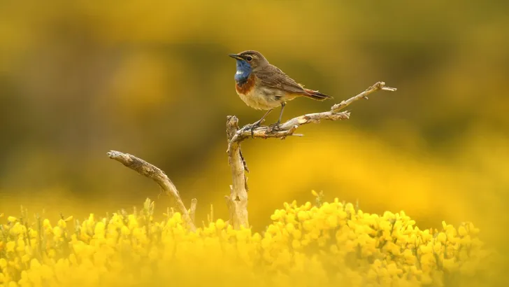 pechiazul en la sierra de gredos