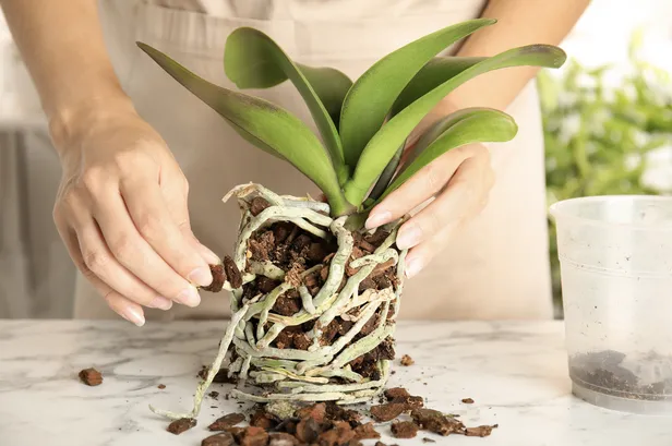 Orchidee verpotten