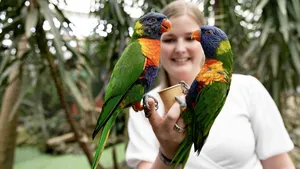 Pantropica