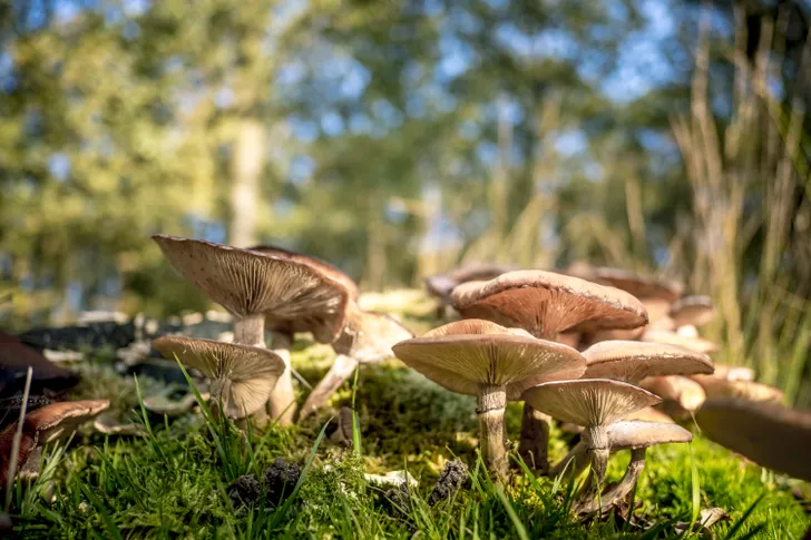 Drenthe