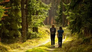 Spring walk in the green forest