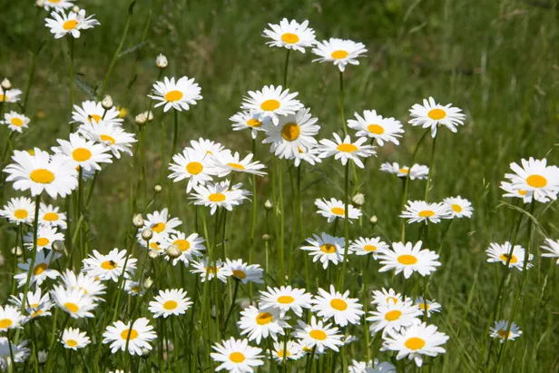 Margriet