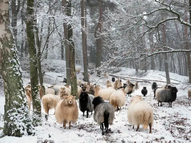 Drentse heideschapen