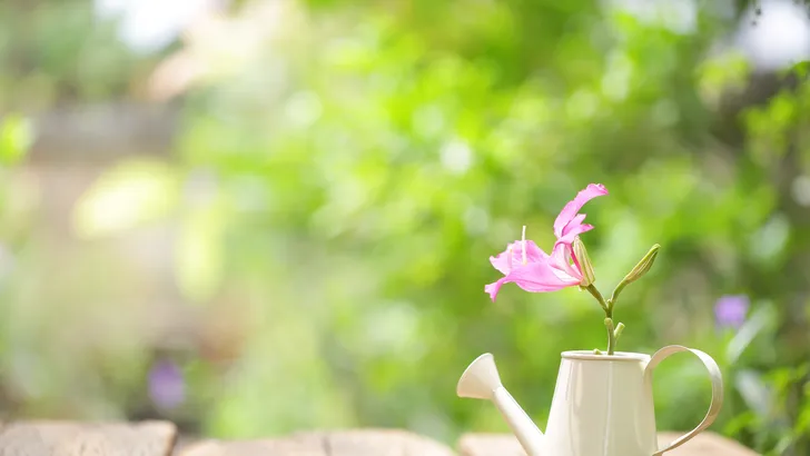 Deze planten zou íedereen levend kunnen houden