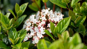 Viburnum