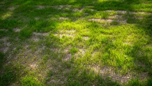 Gras