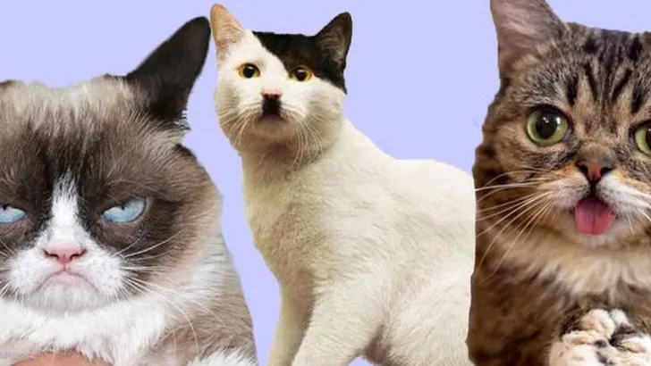 kitler