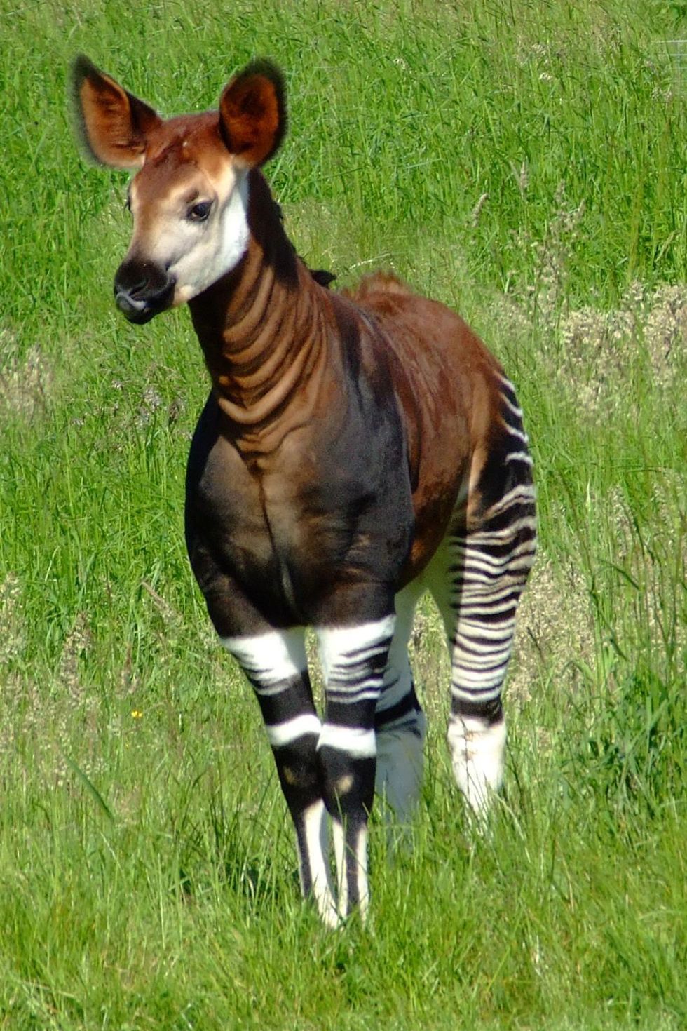 lineair Is De layout De okapi is het mafste én schattigste giraffezebrapaard dat je ooit hebt  gezien | Upcoming