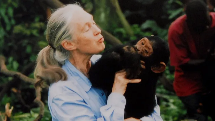 Icoon Jane Goodall brengt nieuwe film uit