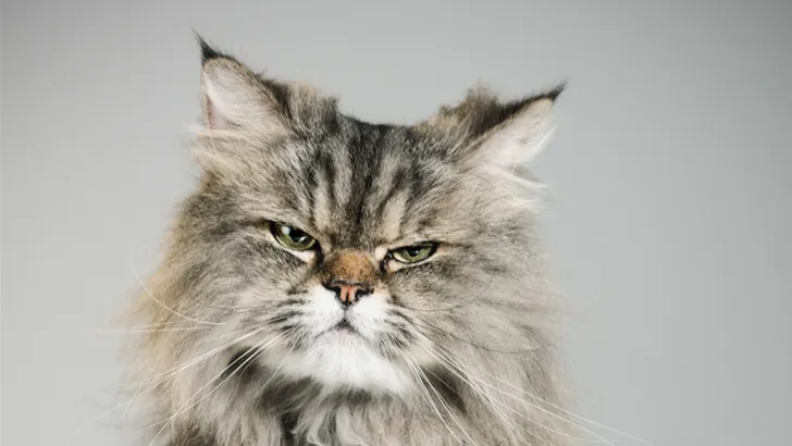Van deze drankjes krijg je de grootste katers
