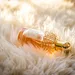 Parfumflesje