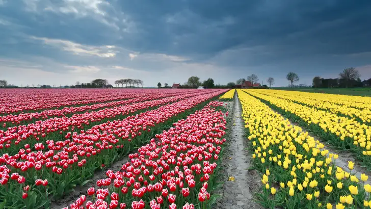 Bloemen