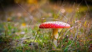 fly agaric amanita muscaria mushroom in forest