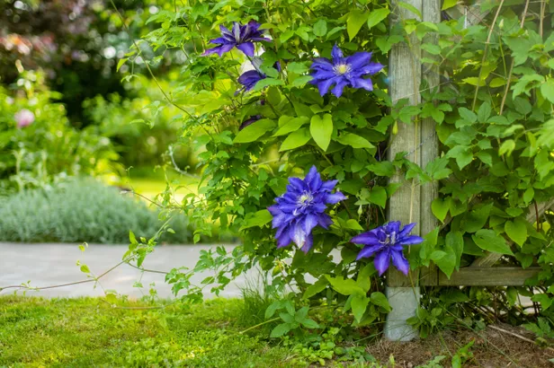 Clematis