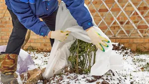 Laat de bladeren liggen en sluit je kraan af: met deze 5 stappen overleeft je tuin de winter