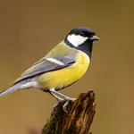 Waarom je kool- en pimpelmezen kunt helpen met een eierschaal